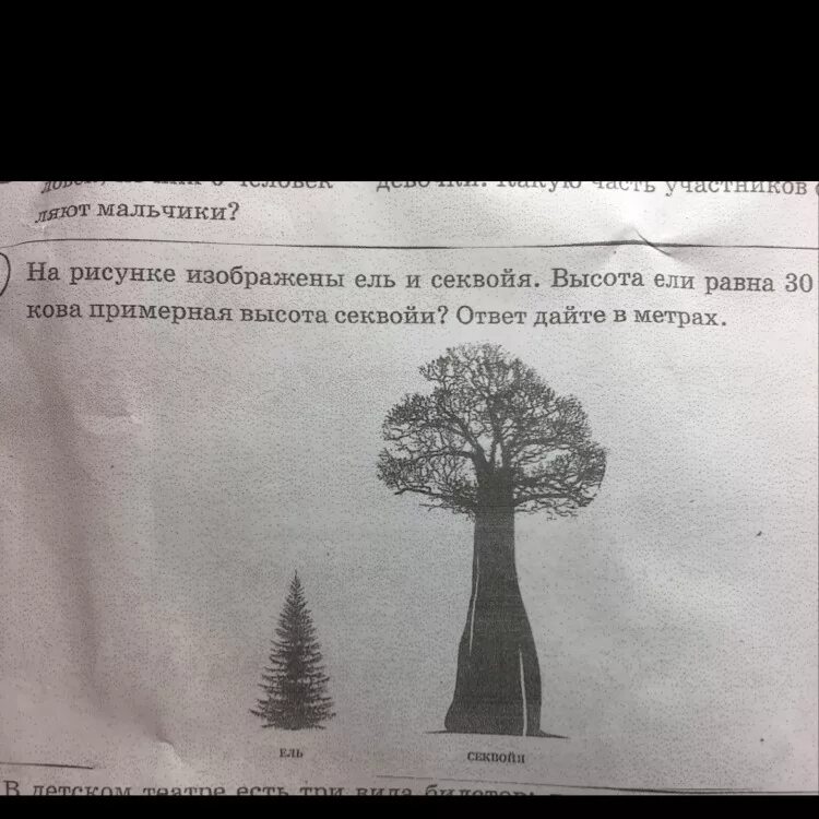 На рисунке изображены облепиха и дуб. На рисунке изображены ель и Секвойя. На рисунке изображены ель и Секвойя высота ели равна 30 м какова. Секвойя и ель высота рисунке. Секвойя рисунок.