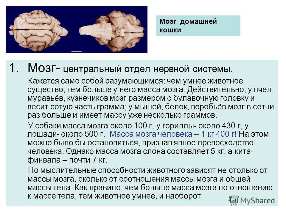 Мозг кошки. Размер мозга.