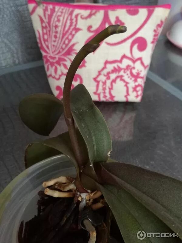 Можно полить орхидею янтарной кислотой