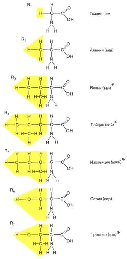 Особенности мономера белков. Строение белковых мономеров аминокислот. Схема строения молекулы аминокислоты. Строение аминокислоты мономеры. Структура аминокислот и их соединение в белковой молекуле.