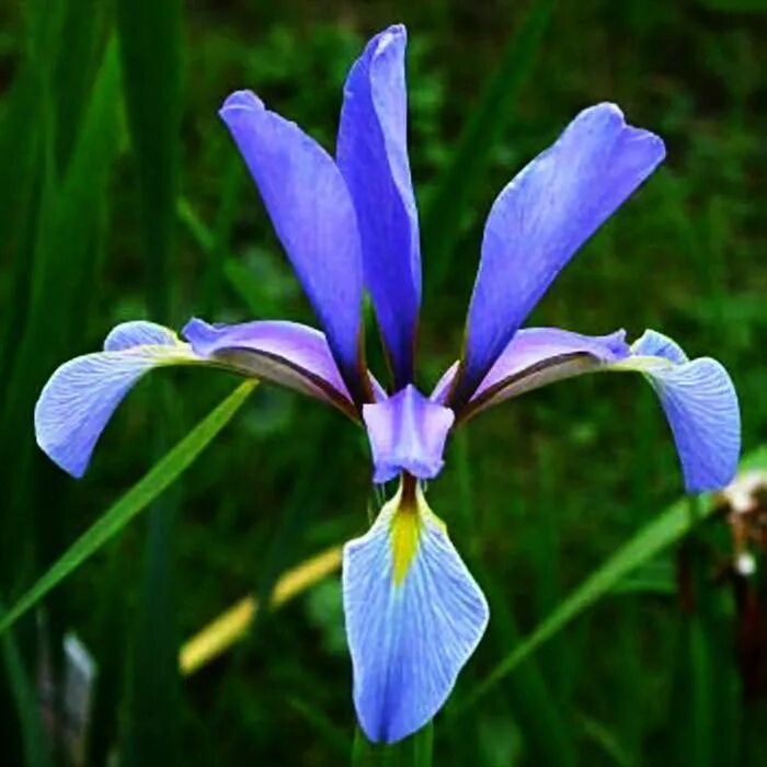 Ирисы Аполло. Ирис Каптив Сан. Iris bulleyana. Ирис Королькова.