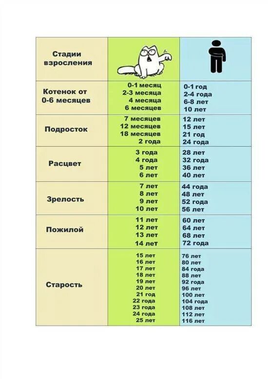 Возраст котов по человеческим меркам таблица. Кошачьи года на человеческие таблица. Возраст кота по человеческим меркам таблица по годам. Кошачий Возраст по человеческим меркам таблица.