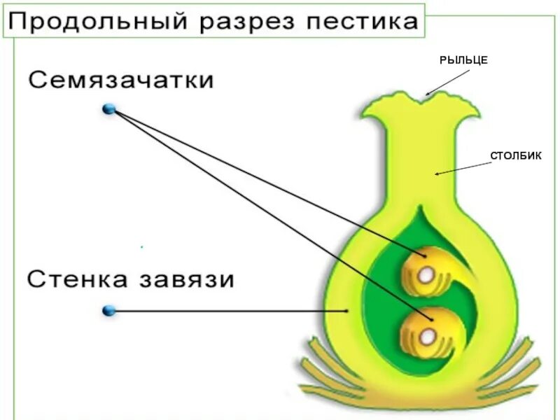 Нижняя расширенная часть пестика. Схема строения пестика. Строение завязи пестика. Строение семязачатка рисунок. Пестик строение зародышевый мешок.