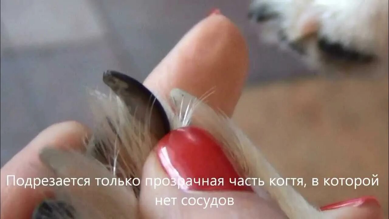 Как стричь ногти тою. Джек рассел когти подстричь. стрижка когтей той терьеру. как подстричь когти той терьеру. стрижка ногтей джек рассел.