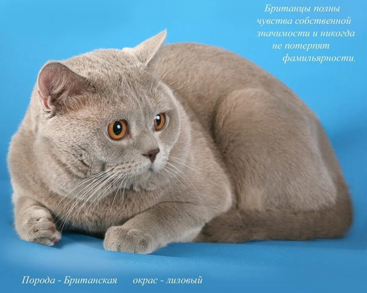 Топ-5 домашних гигантов: породы самых крупных кошек  Дзен