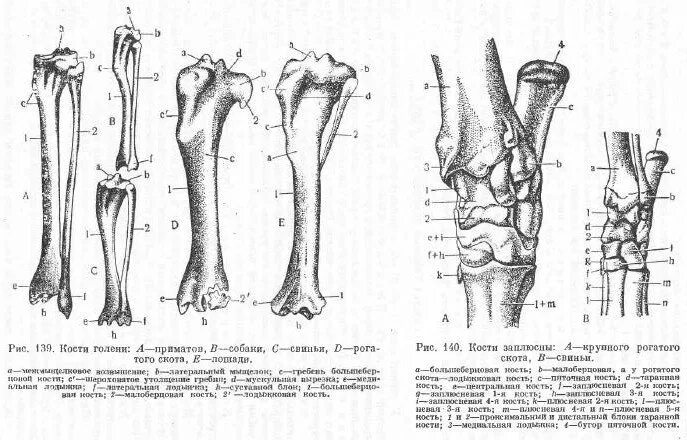 Берцовая кость анатомия животных. Большеберцовая кость анатомия собаки. Бедренная кость лошади анатомия. Кости голени коровы строение.