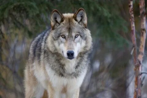 Full wolf