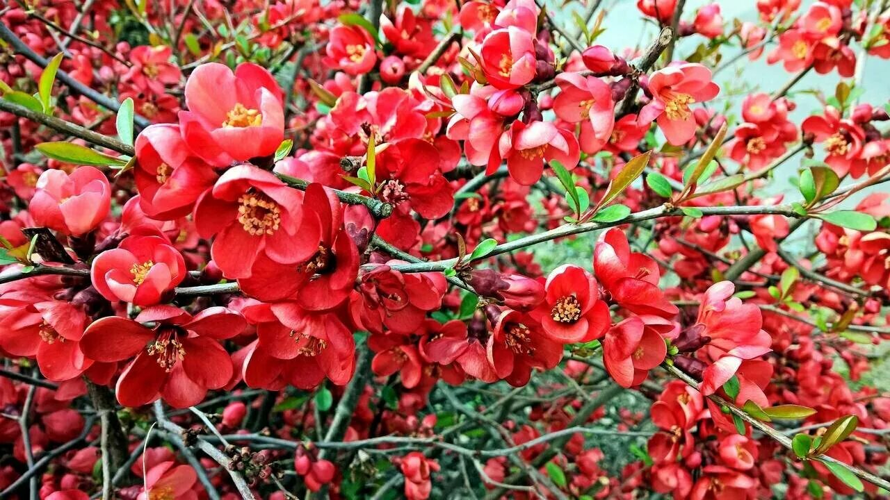 Free Images : chaenomeles, flora, flower, shrub, spring, tree, flowering plant, 