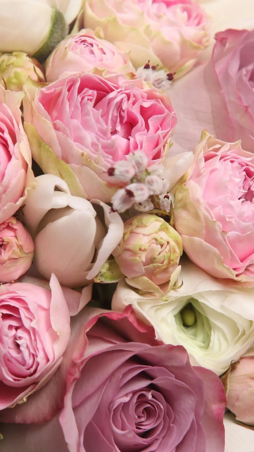 Цветы на телефон айфон. Пудровые пионы. Пионовидные тюльпаны нежно розовые.
