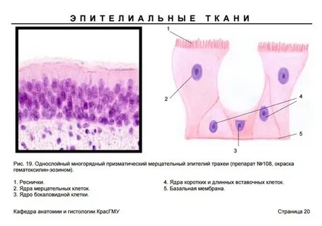 Цитология и гистология