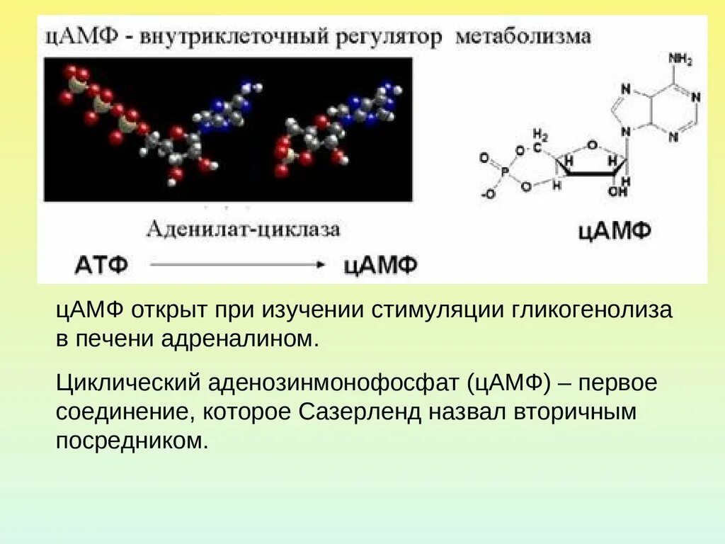 Строение ЦАМФ биохимия. ЦАМФ структура и функции. ЦАМФ формула биохимия. Циклический 3 5 аденозинмонофосфат.