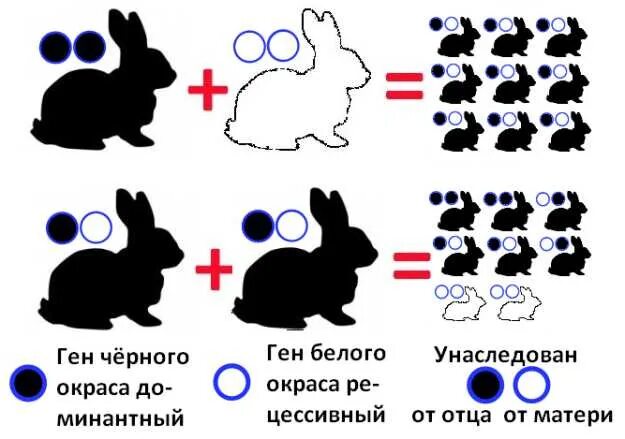 Схема скрещивания кроликов. Окраска кроликов генетика. Скрещивание кроликов разных пород. Скрещивание кроликов разных пород для мяса таблица.