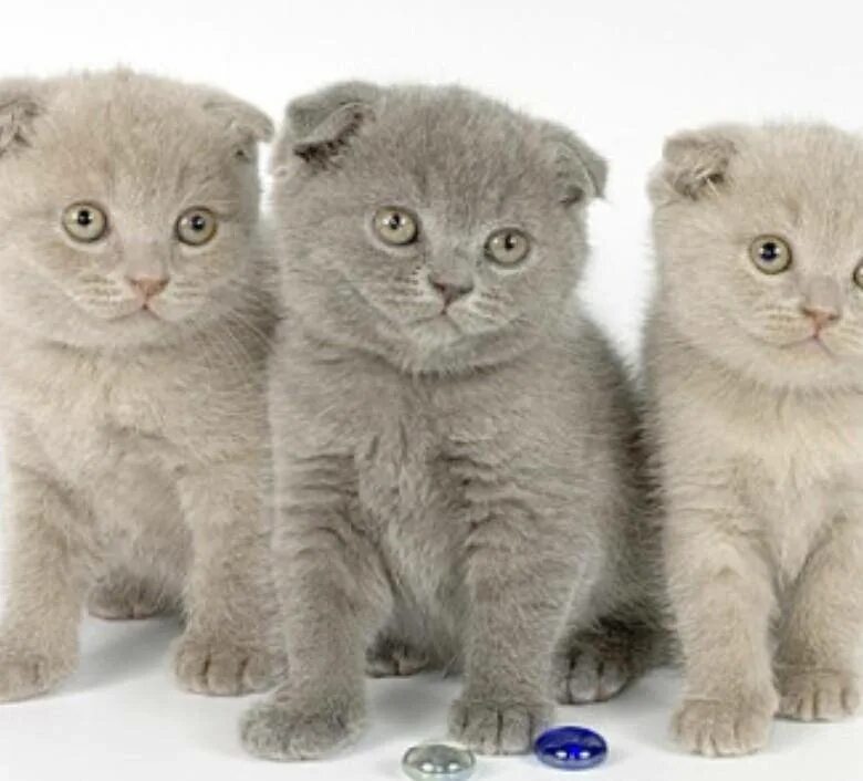 Британский и шотландский кот. Британский и шотландский кот