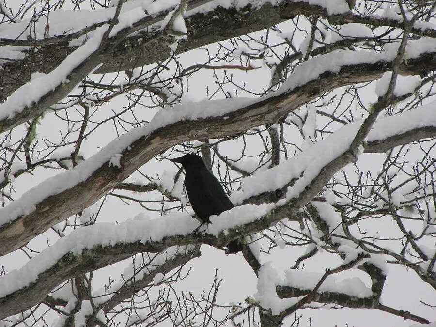 Where winter crows go