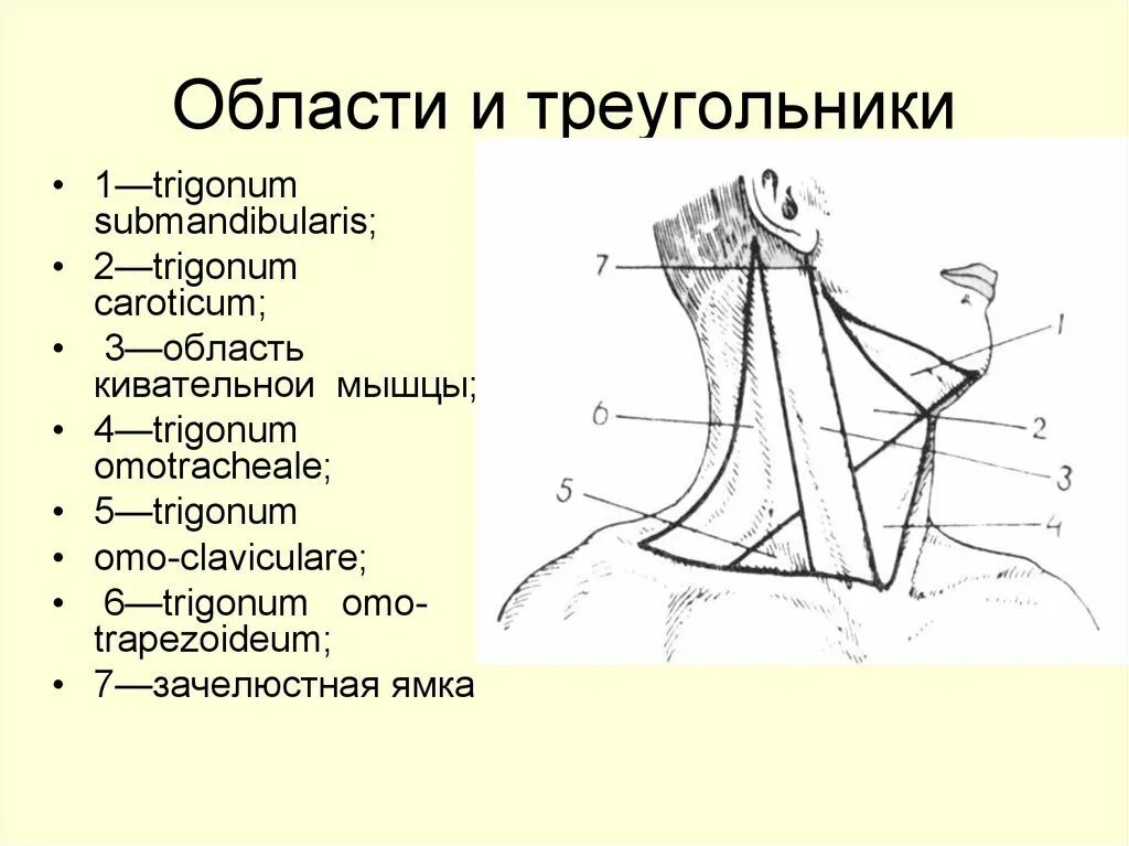 Содержимое шеи. Поднижнечелюстной треугольник шеи топографическая анатомия. топография шеи анатомия треугольники.