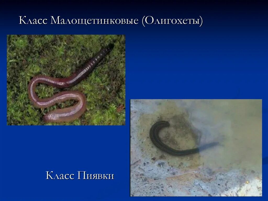 Кольчатые черви олигохеты. Класс малощетинковые черви. 4 малощетинковые черви. Тип кольчатые черви класс малощетинковые. 4 малощетинковые черви.