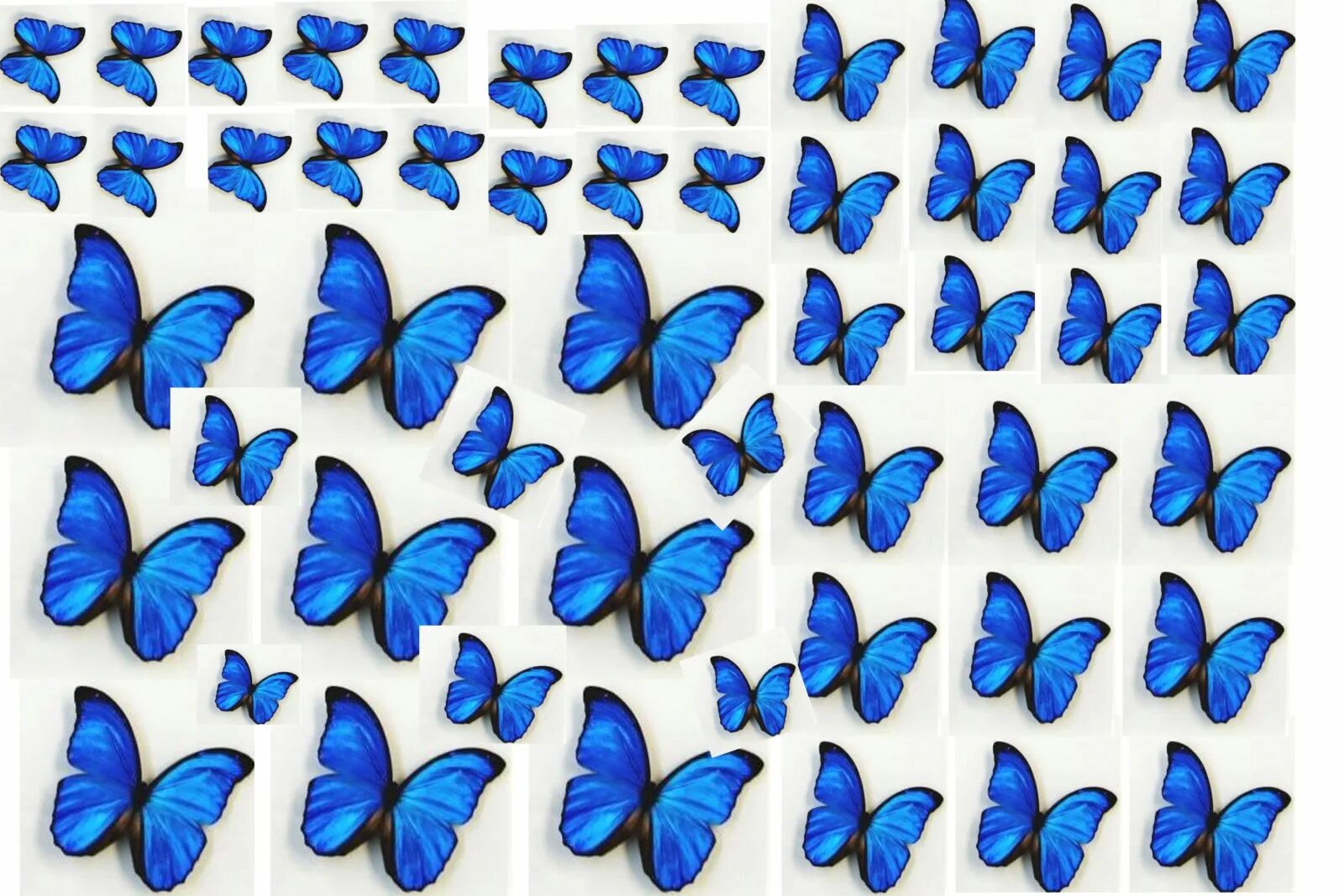 Синие картинки распечатать. Бабочки. Бабочки разных цветов. Бабочки разных размеров. Цветные бабочки для печати.