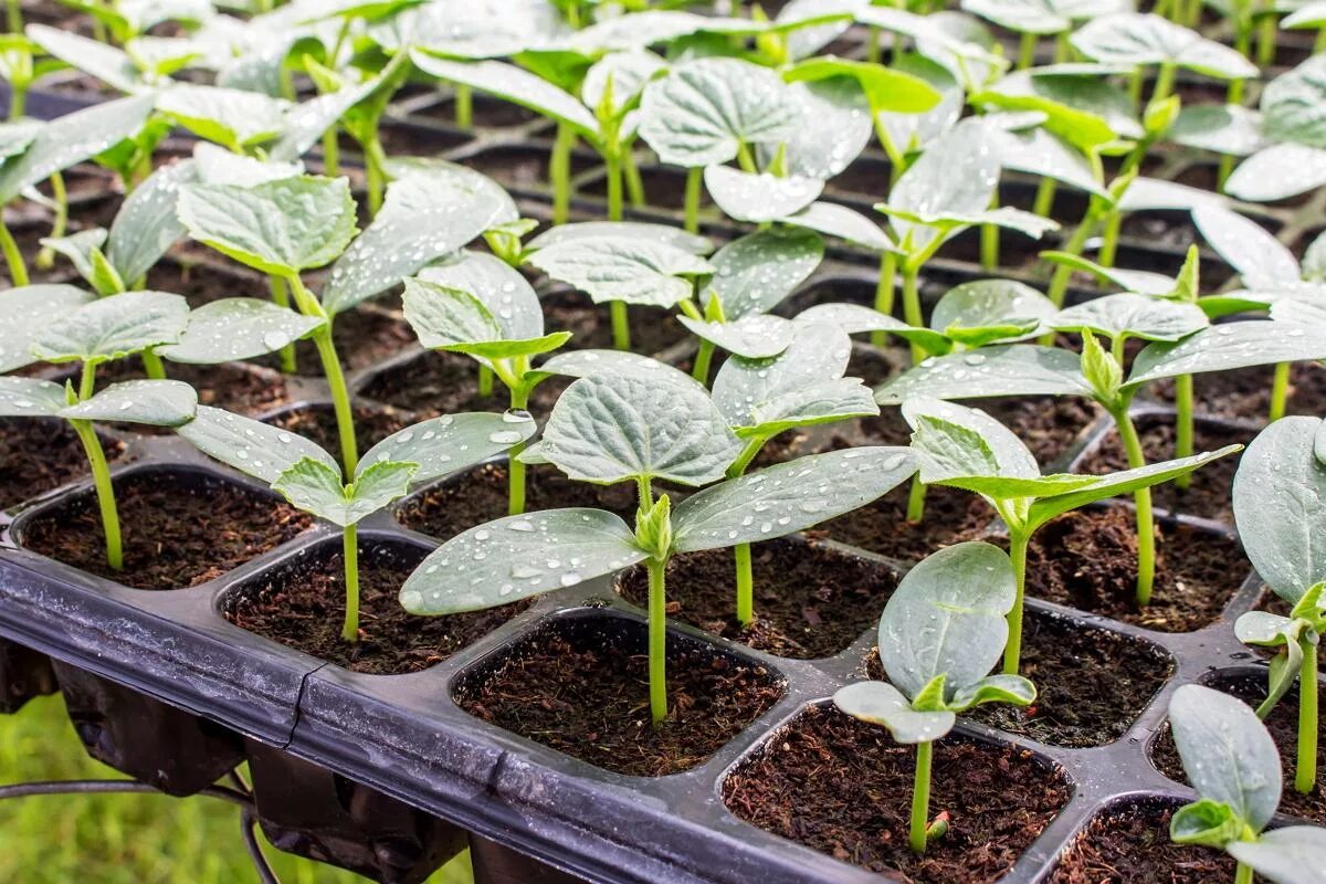 Какие семена сажать в теплице. Огурцы пикировка рассады. Seedling «рассада». Энеж рассада.