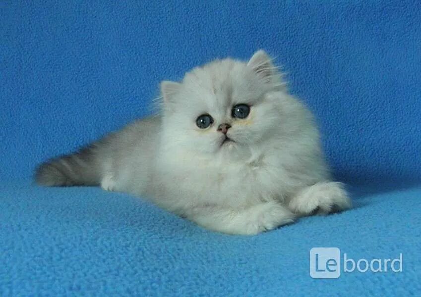 sweet kids and pets - YouTube