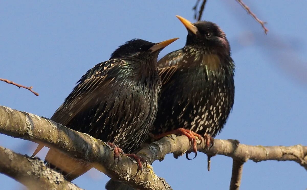 скворец и скворчиха. птенец улетает из гнезда. два скворца. скворец самка и самец. скворец самец.