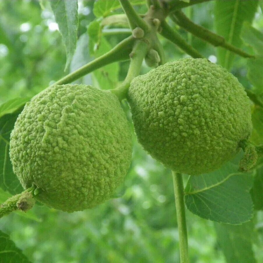 Какое растение имеет орех. Juglans nigra. орех черный, juglans nigra. саженцы орех черный. семена ореха черного.