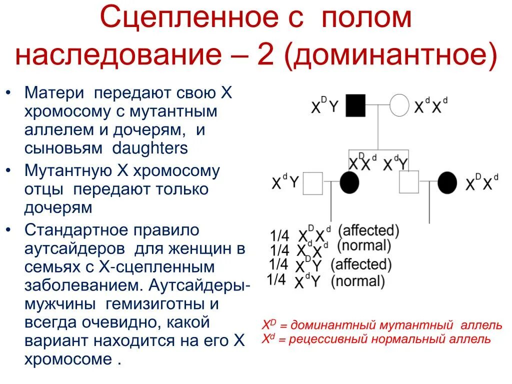 Характеристика х сцепленного доминантного типа наследования. Х сцепленный доминантный Тип наследования. Х-сцепленноедоминантный наследование. X сцепленное доминантное наследование у человека.