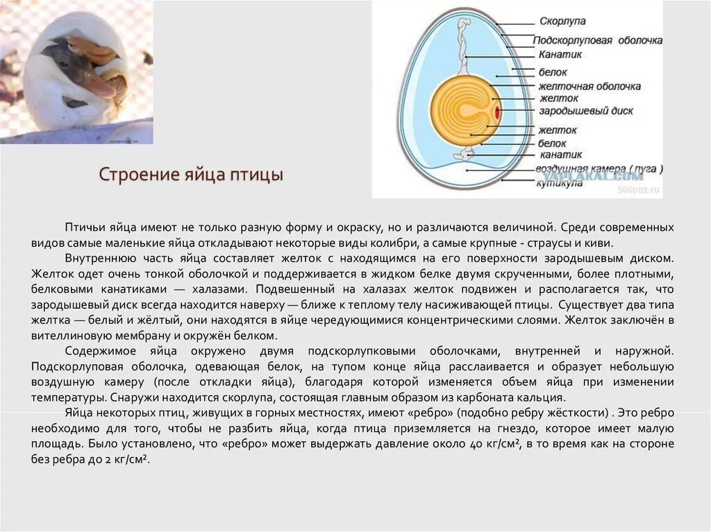 Строение яйца птицы и функции. Строение яйца птицы канатик. Функции оболочек яйца птицы. Куриное яйцо строение и функции.