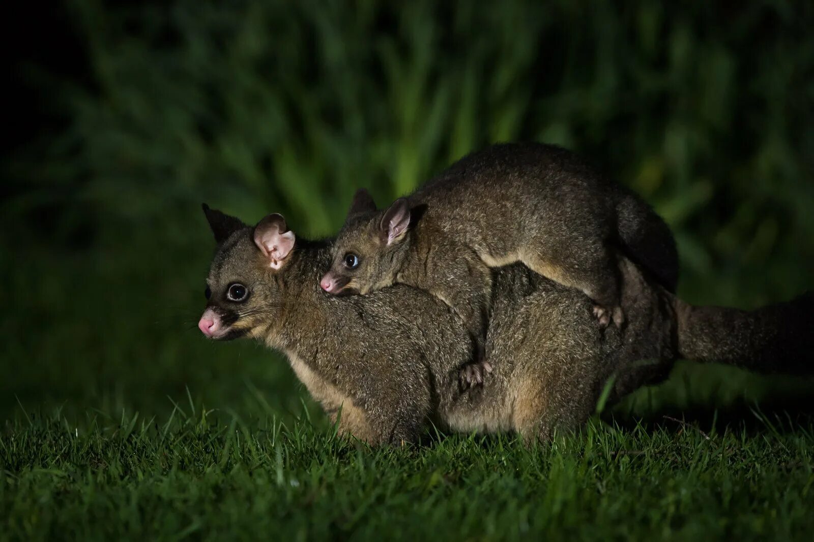 Сумчатый поссум кузу. Кузу. Австралийский шетинохвостый опоссум. Кузу. Сумчатый поссум кузу.