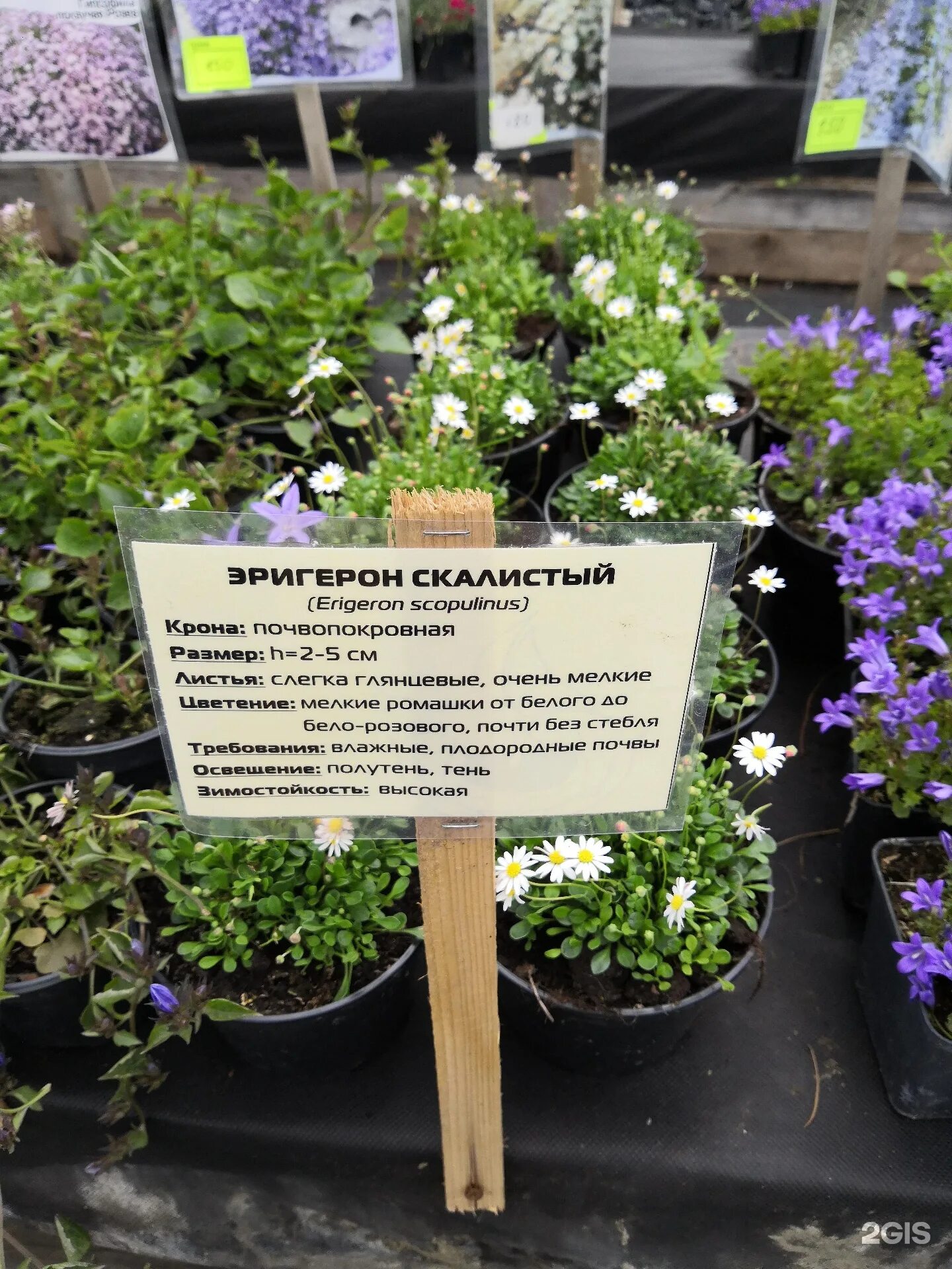 Корневин в ампулах. Садовый центр семейный сад. Щелковский садовый центр. Семейный сад. Садовый центр на гагаринской щелково.