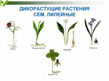 Лилейные растения это