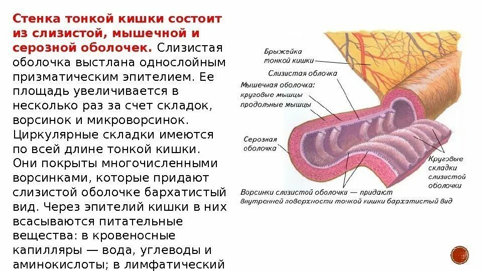 Слизистый слой кишки. Строение стенки тонкой кишки анатомия. Тонкая кишка отделы строение стенки. Строение слизистой оболочки кишечника. Стенка тонкой кишки состоит из.