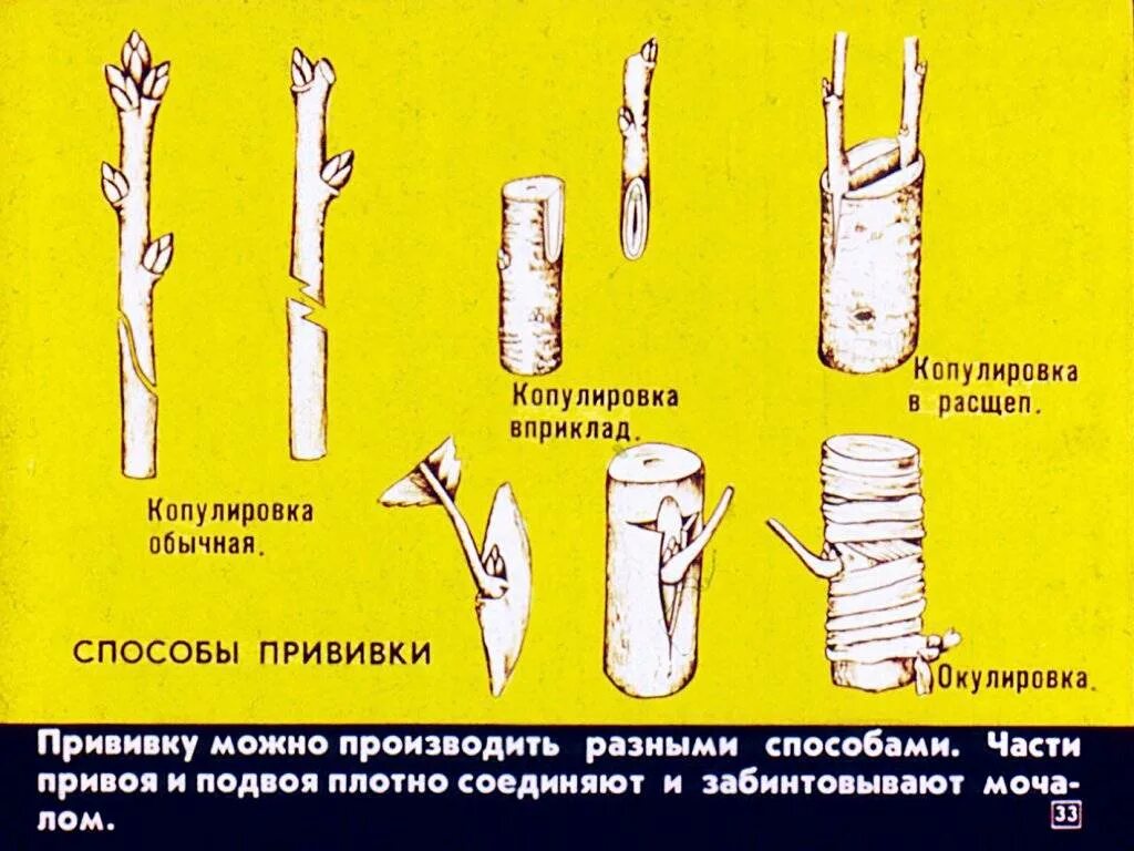 Что значит подвой. Прививки растений окулировка. Вегетативное размножение прививкой черенком. Прививка окулировка и копулировка. Прививки окулировка копулировка растения.