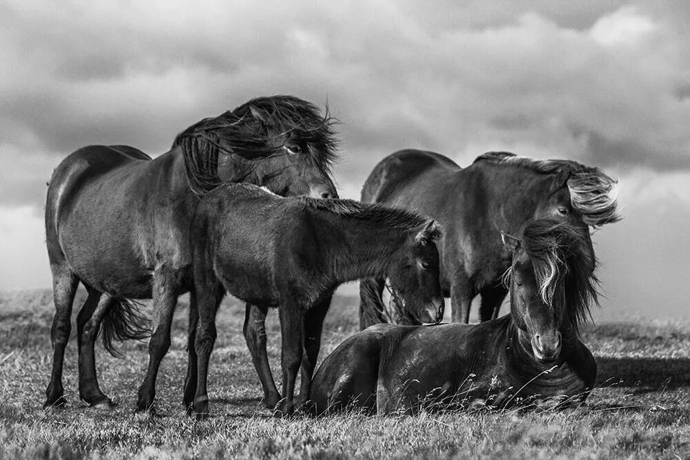 Family horses. Конь кобыла жеребенок. Жеребенок с мамой. Family horses. Лошадка и жеребенок.