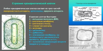 строение прокариотической клетки