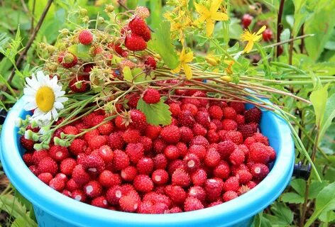 Вкус лета малина