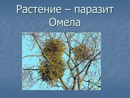 Отсутствие хлорофилла у растений паразитов