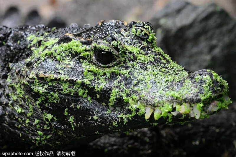 Какой крокодил зеленый. Зеленый крокодил. Крокодил маскируется. Крокодил замаскировался. Маскировка крокодила.