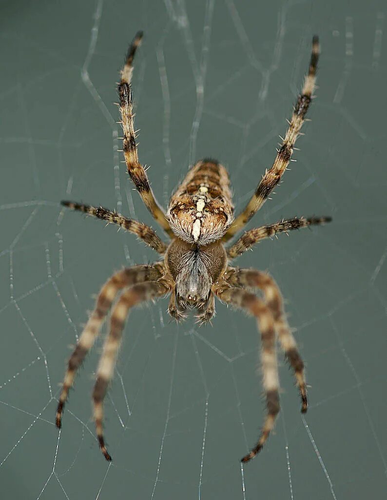 Определить вид паука. Крестовик обыкновенный паук. Araneus diadematus паук крестовик. Araneus diadematus - крестовик. Паук Мизгирь крестовик.