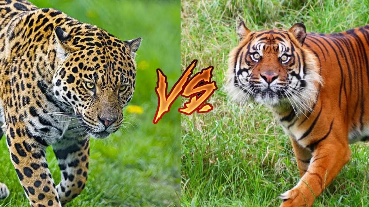 Суматранский тигр и Ягуар. Ягуар против суматранского тигра. Ягуар vs тигр. Тигр против ягуара.