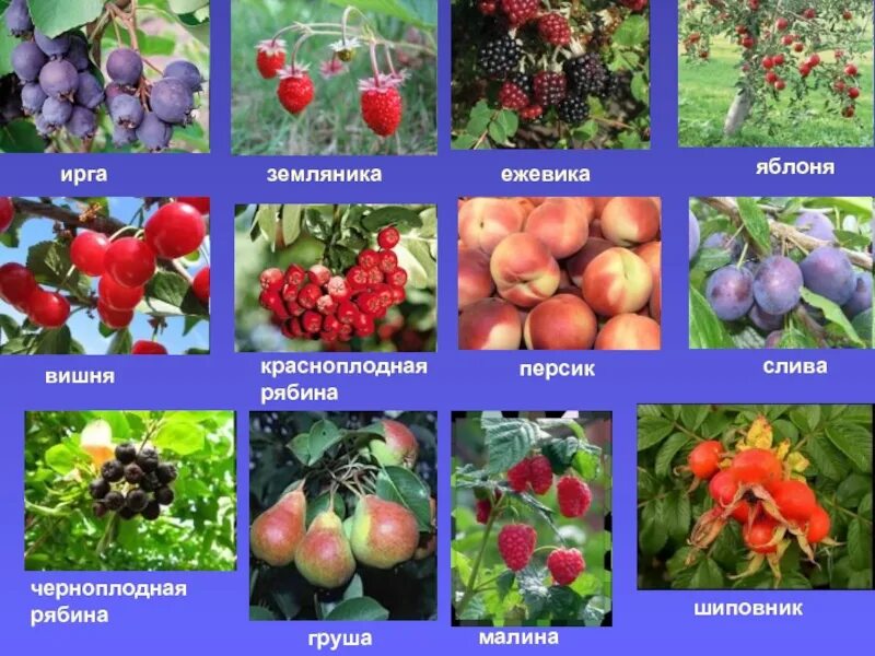 Плодовые деревья названия. Плодовые растения названия. Культурные растения клубника. Плодовые кустарники и их название.