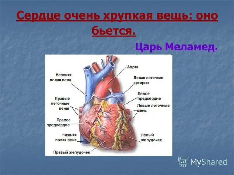 объяснение сердца. строение и работа сердца. объяснение сердца. строение сердца структуры и из функции. объяснение сердца.