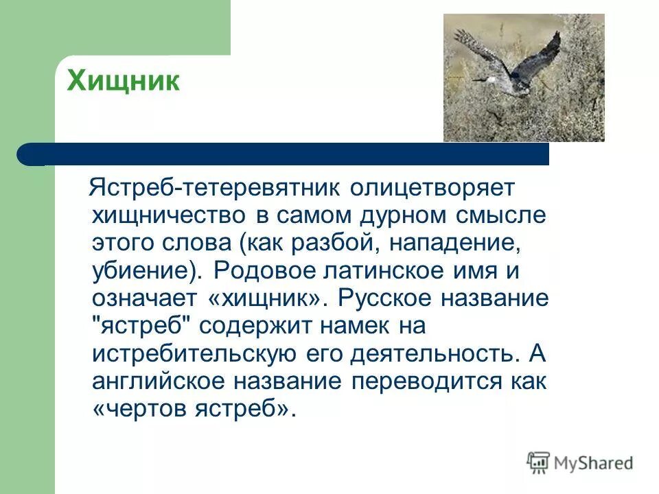Ястреб тетеревятник самец. Как изменится численность ястребов тетеревятников и ели. Ястреб тетеревятник зимой. Как изменится численность ястребов тетеревятников и ели. Как изменится численность ястребов тетеревятников и ели.