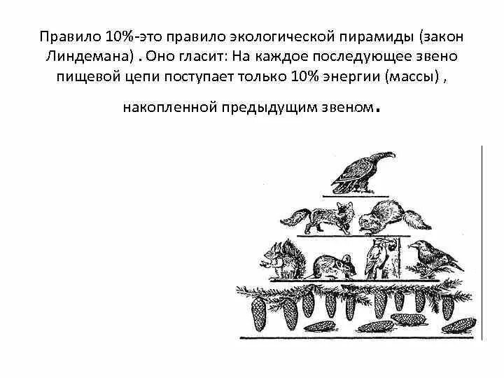 Правило экологической пирамиды Линдемана. Закон Линдемана правило 10 процентов. Экологическая пирамида правило 10 процентов. Экологические пирамиды правило 10.