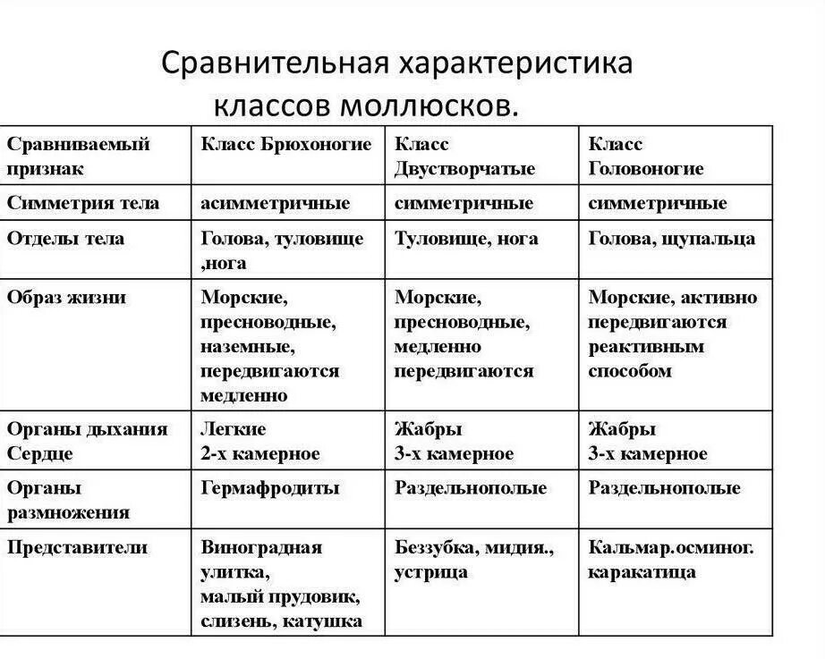 Класс брюхоногие двустворчатые головоногие таблица. Характеристика типа моллюски 7 класс биология таблица. биология 7 класс брюхоногие моллюски таблица. таблица тип моллюски 7 класс биология. характеристика класса моллюсков биология 7 класс таблица.