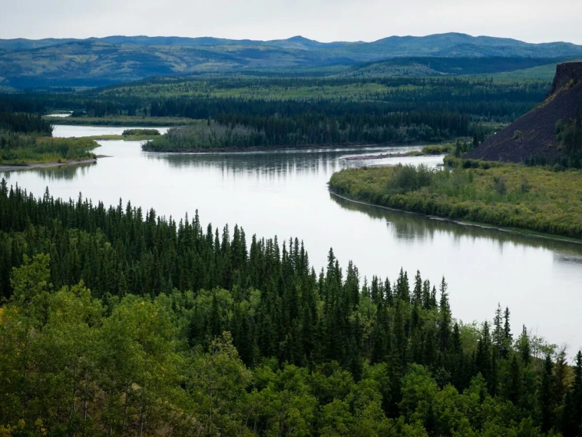 Северная река юкон расположена на полуострове. Река Юкон Северная Америка. Река Юкон Аляска. Река Юкон Канада. Юкон Канада леса.