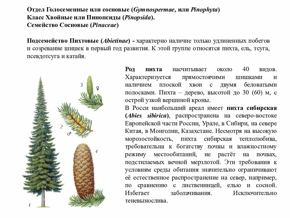 Основные признаки голосеменных растений 7. Отдел голосеменные класс хвойные семейство сосновые. семейство сосновые подсемейство пихтовые. отдел голосеменные - pinophyta. общая характеристика голосеменных растений.