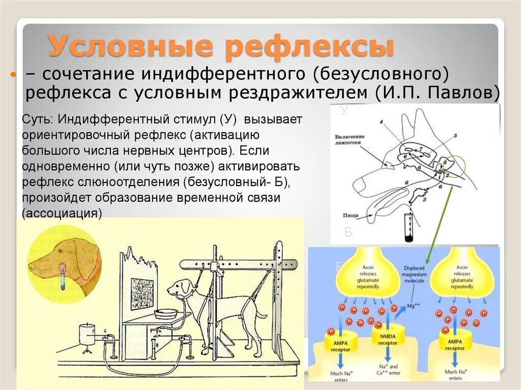 Практическая работа рефлексы. Безусловный рефлекс Павлова. Возникновение условного рефлекса. Условные рефлексы формируются в. Механизм формирования рефлексов.