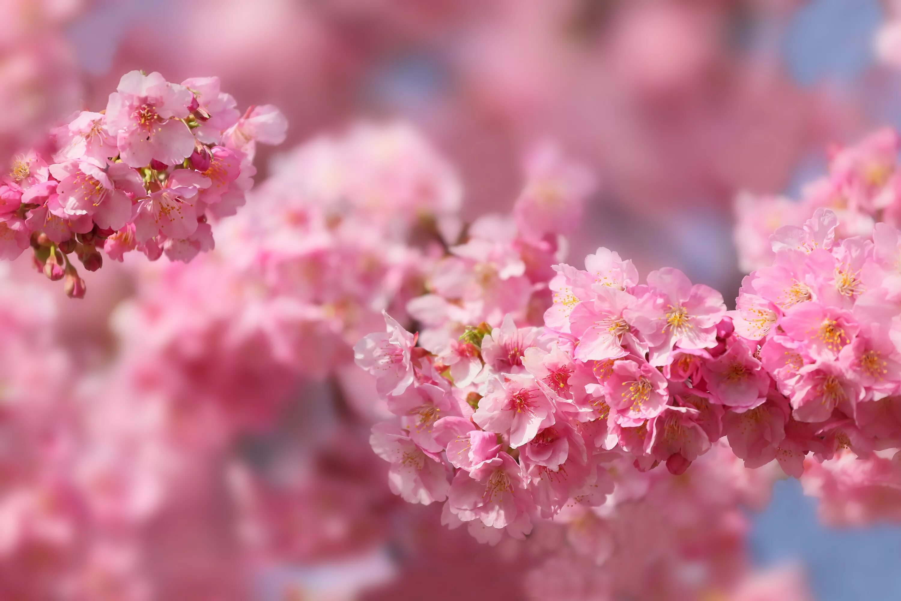 Черри блоссом цветок. Цветущая Сакура. Розовые цветы. Sakura blossom