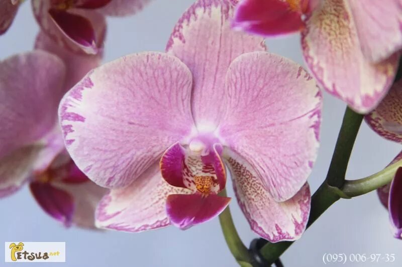 Орхидея пират пикоти фото Pin on Raccolta Phalenopsis