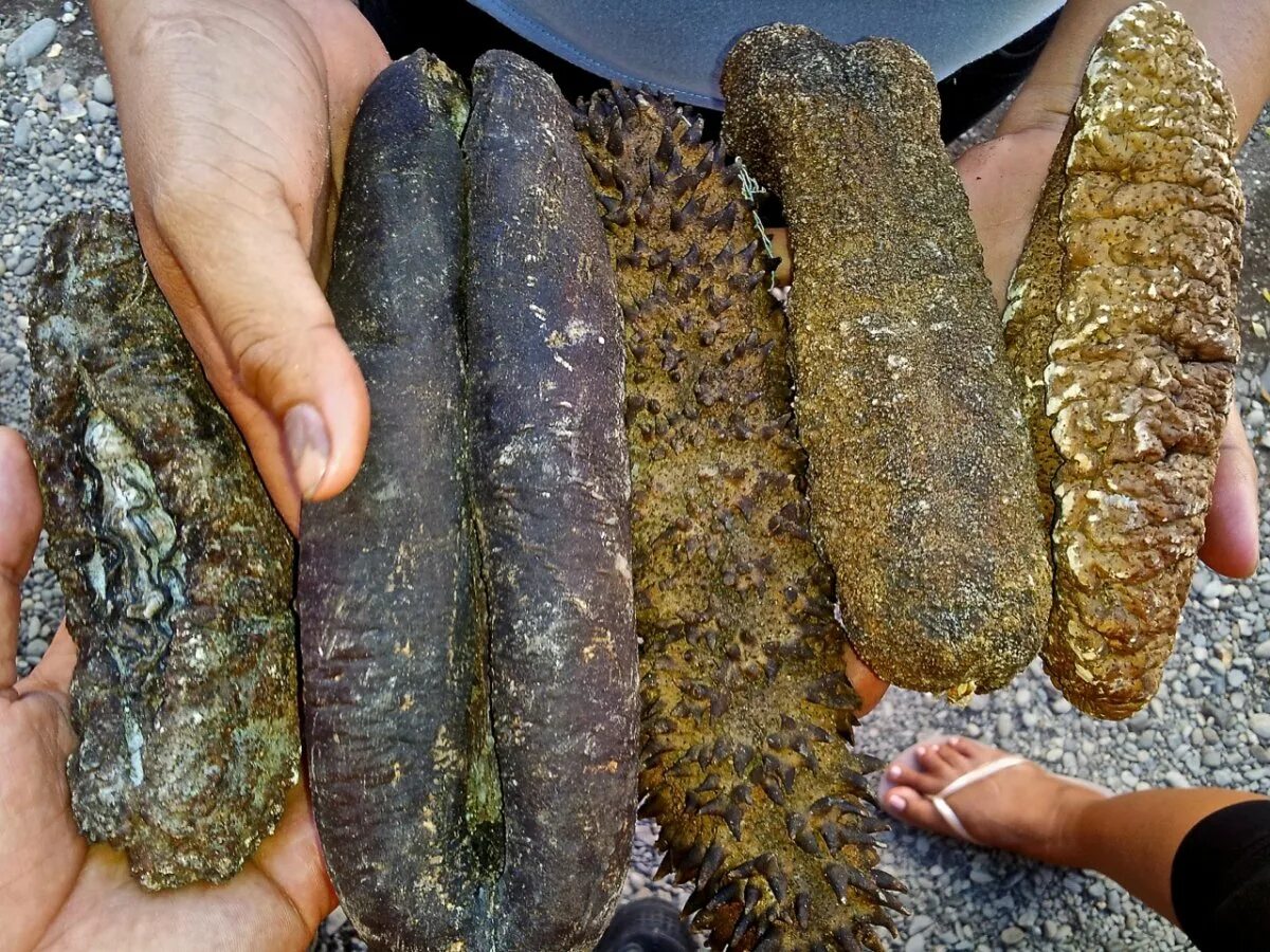 Морской огурец что это такое лечебные. Голотурия морской огурец. голотурия трепанг. морской червь трепанг. трепанг мальдивы.